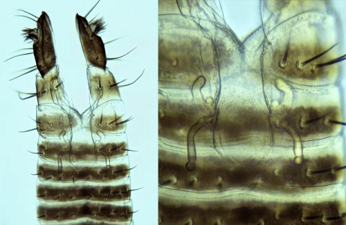 Réf. 219 767 : Opilio canestrinii